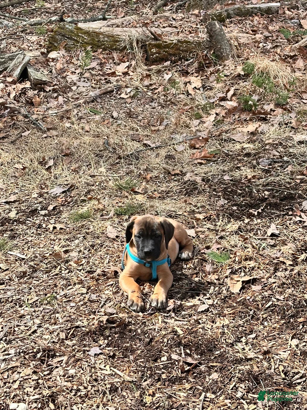 English Mastiff dogs for sale: English Mastiff Puppy 2 - Ad 1