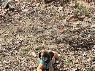 English Mastiff dogs English Mastiff Puppy 2 - Ad 24