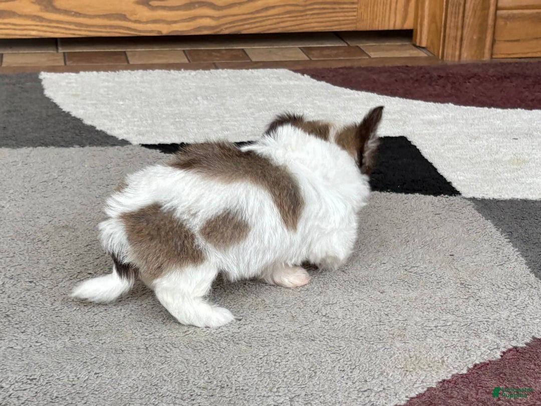 Coton De Tulear dogs for sale: Rita - Ad 8