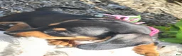 Miniature Dachshund dogs for sale: Zella - Ad 21