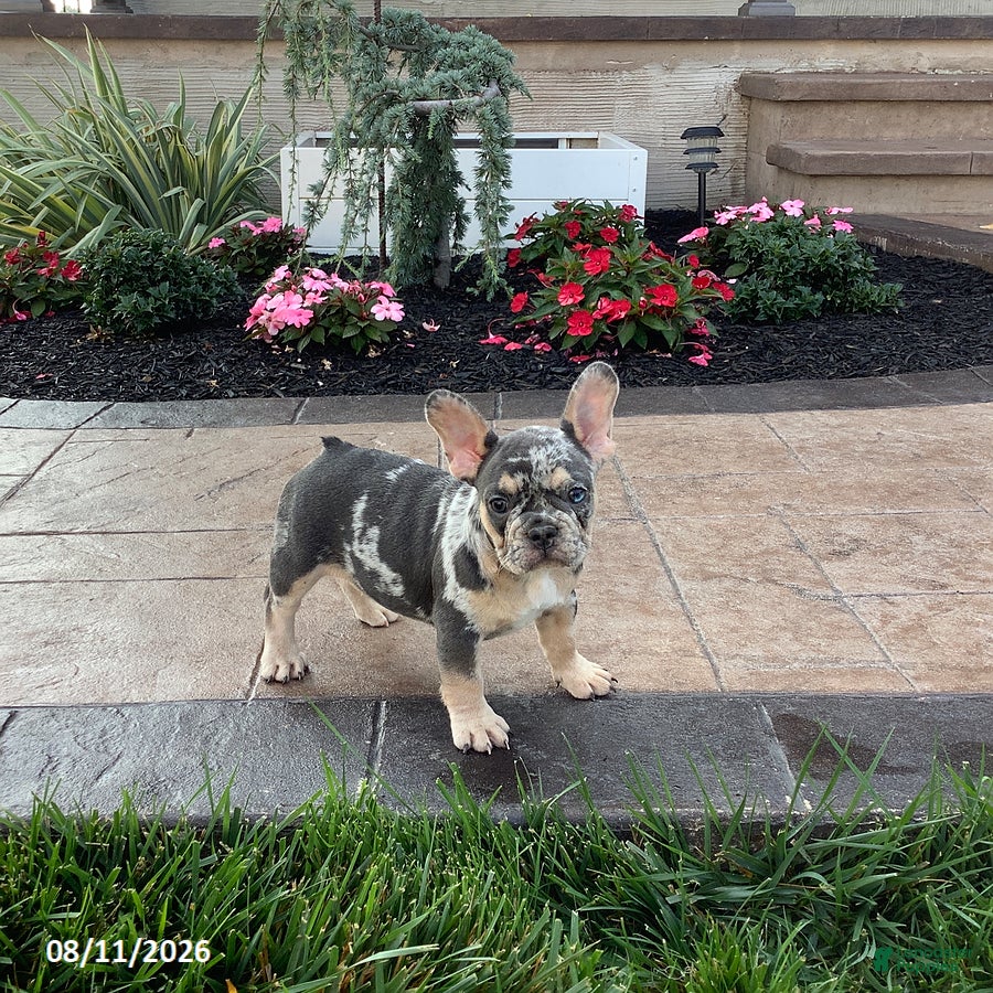 French Bulldog dogs Julie - Ad 1