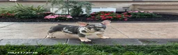 French Bulldog dogs for sale: Julie - Ad 1