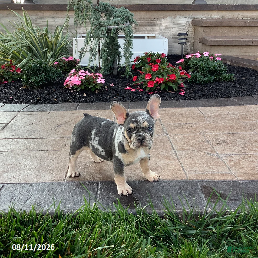 French Bulldog dogs for sale: Julie - Ad 1