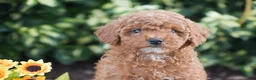 Toy Poodle dogs for sale: Preston - Ad 3