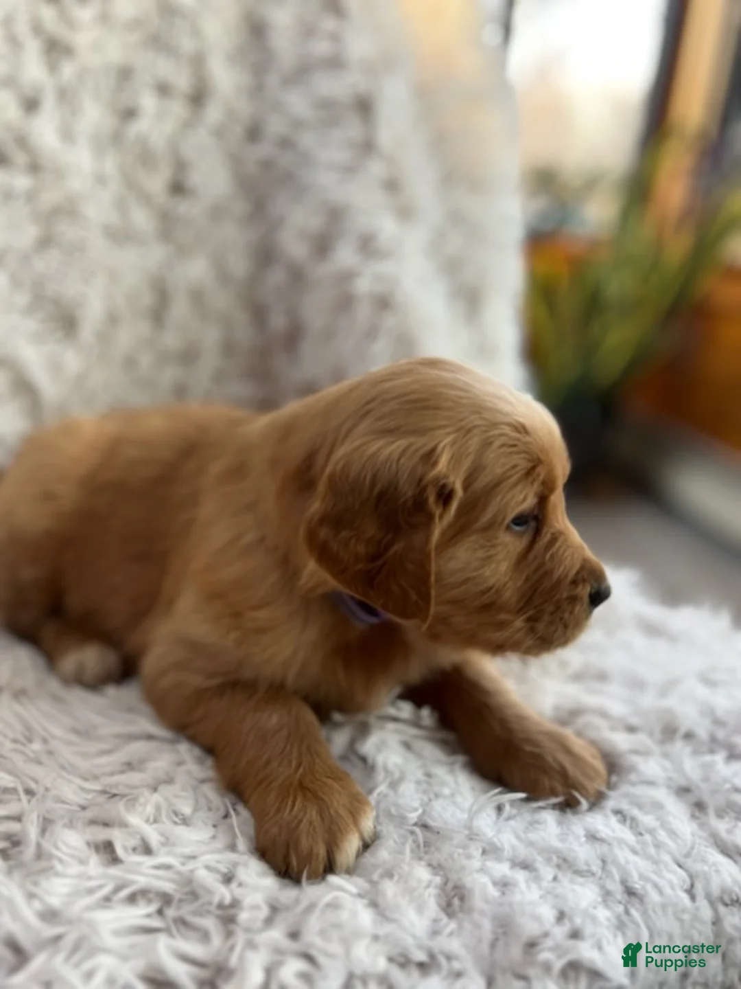 Golden Retriever dogs for sale: Kinsey - Ad 5