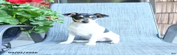Toy Fox Terrier dogs for sale: Chad - Ad 5
