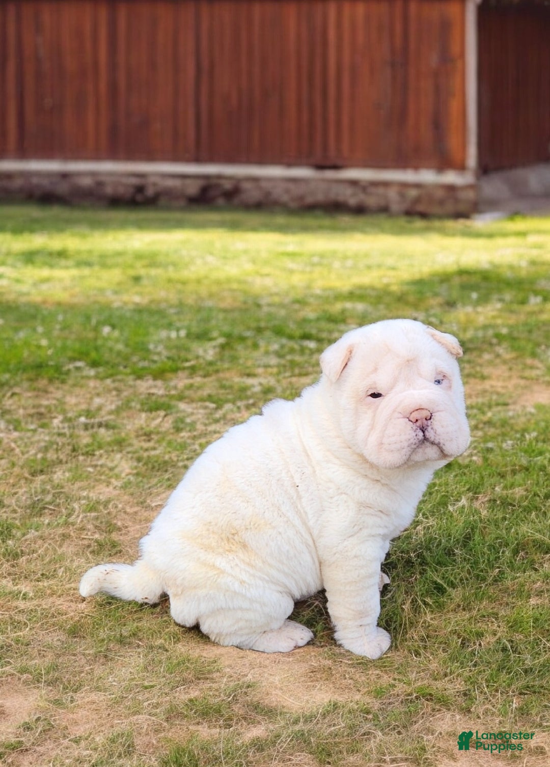 Shar Pei dogs for sale: Blizzard mini - Ad 5