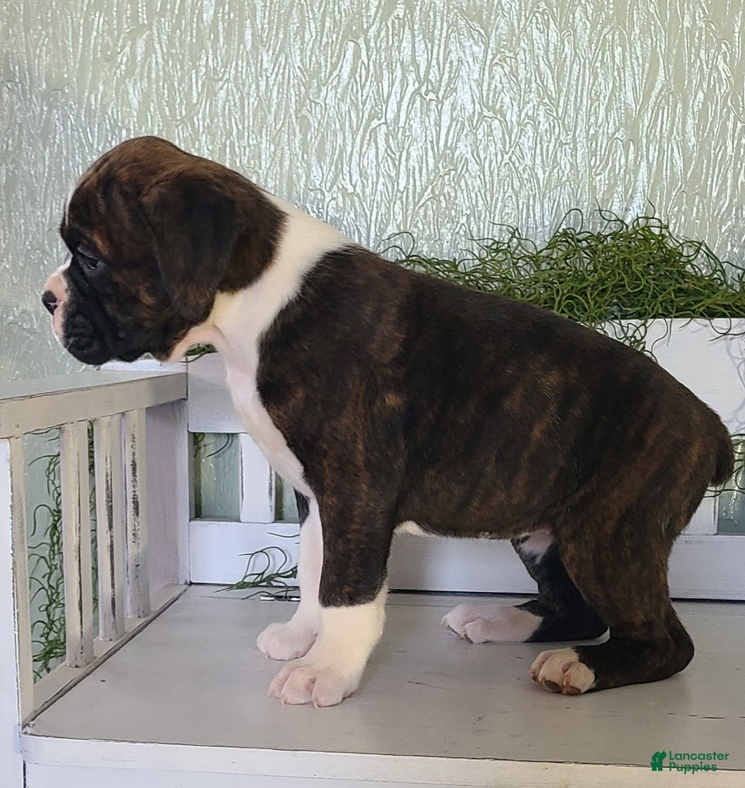 Boxer dogs for sale: Daisy  - Ad 4