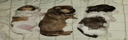 Mixed Breed dogs for sale: Bark Vader  - Ad 12
