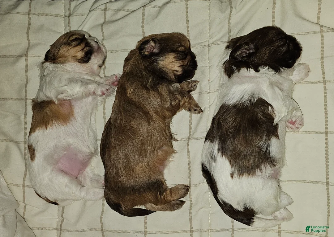 Mixed Breed dogs for sale: Bark Vader  - Ad 12