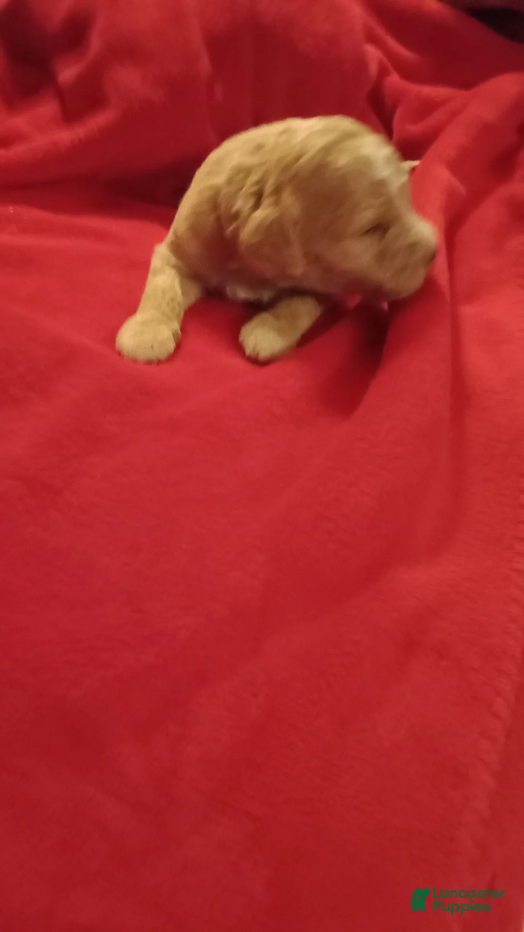 Standard Poodle dogs for sale: duke - Ad 1