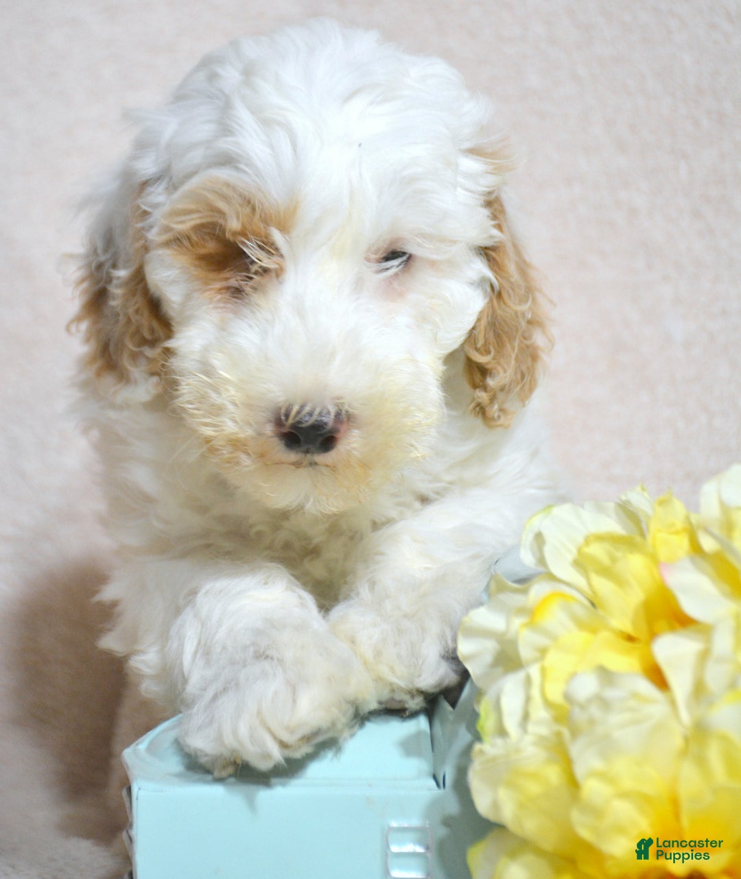 Goldendoodle dogs for sale: Danny - Ad 1