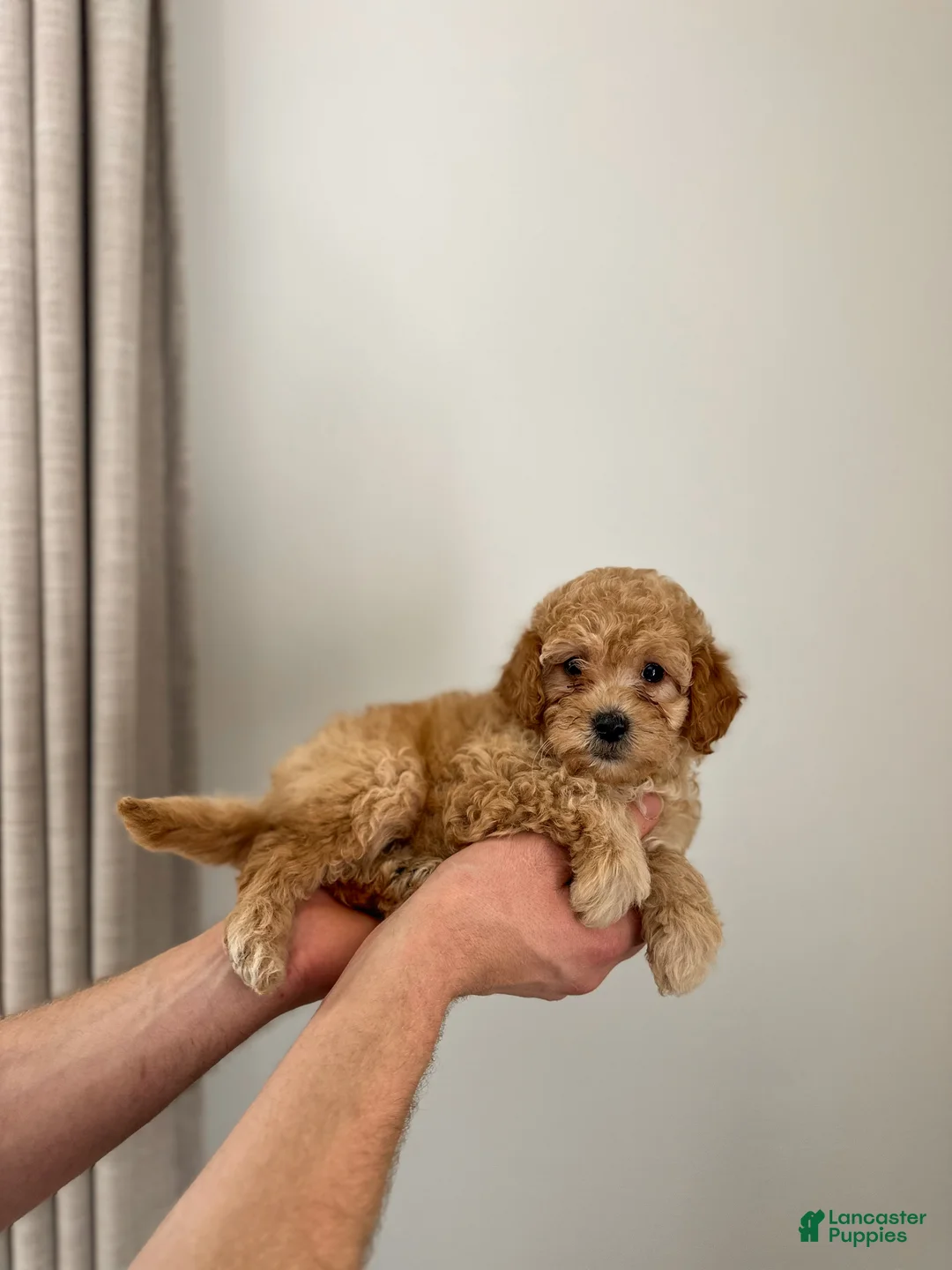 Mini Goldendoodle dogs for sale: Olive  - Ad 1