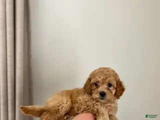 Mini Goldendoodle dogs Olive - Ad 17