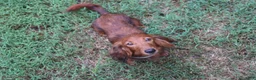 Miniature Dachshund dogs for sale: Nitro - Ad 3