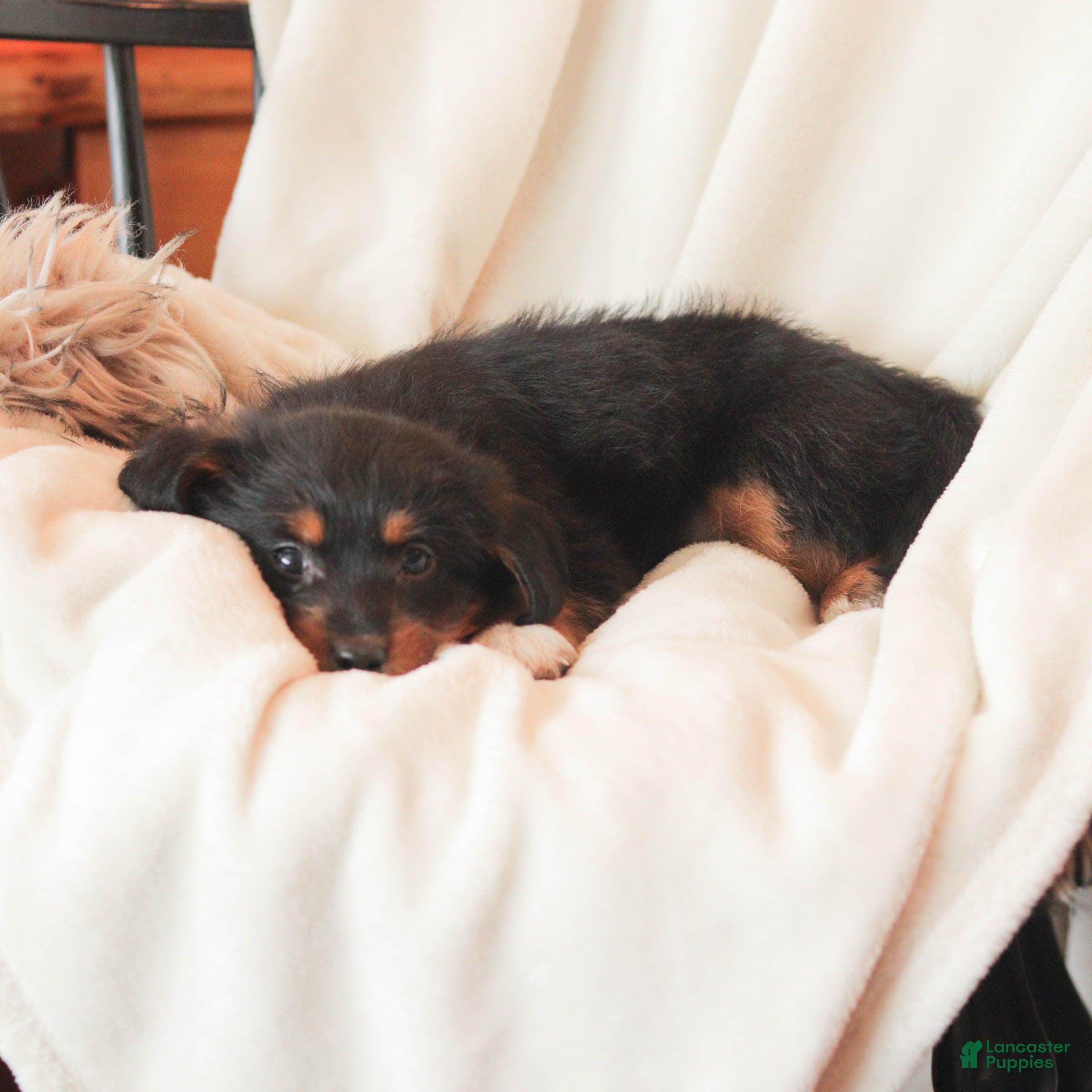 Mixed Breed dogs Nellie  - Ad 2