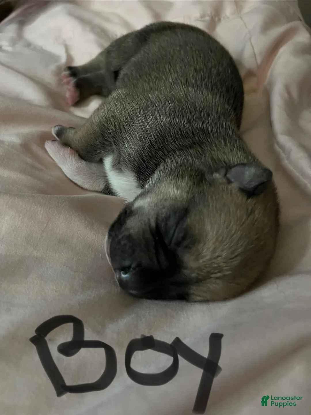 Mixed Breed dogs for sale: Mixed Breed 1 - Ad 1