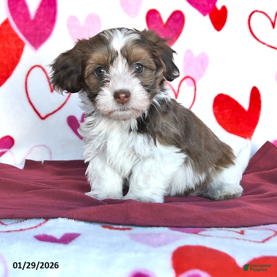 Havanese dogs Sweetheart - Ad 8
