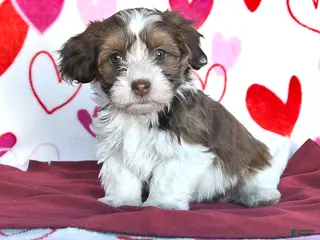Havanese dogs Sweetheart - Ad 8