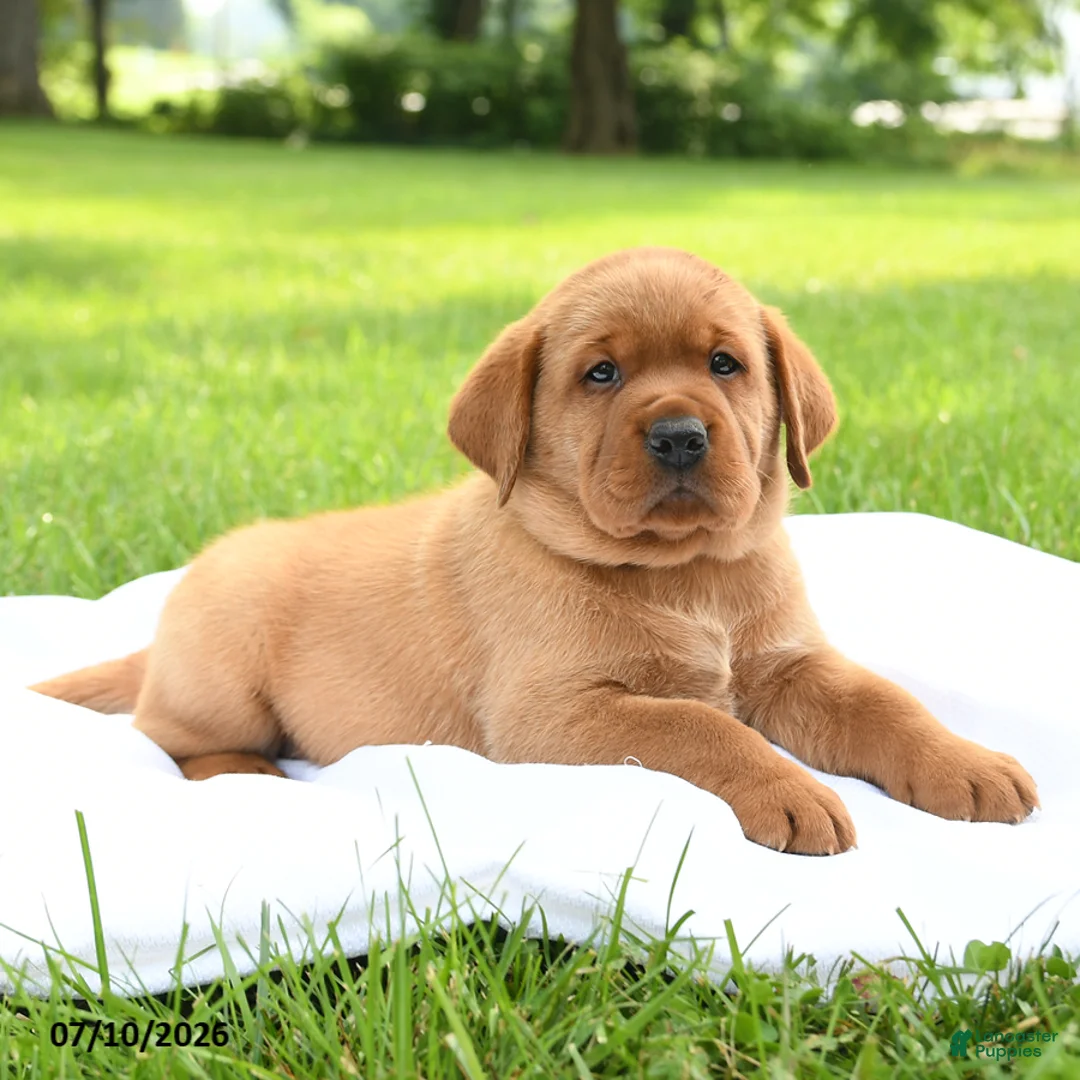 Labrador Retriever dogs for sale: Cedar - Ad 3