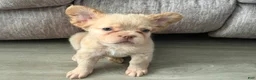 French Bulldog dogs for sale: Beefy - Ad 12