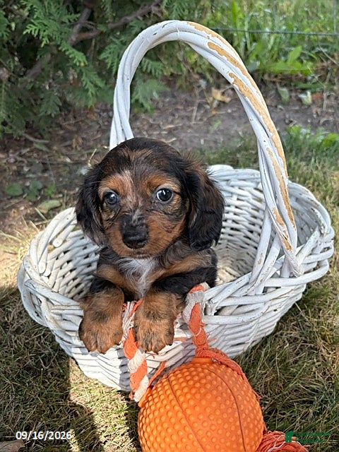 Miniature Dachshund dogs Dixie - Ad 2