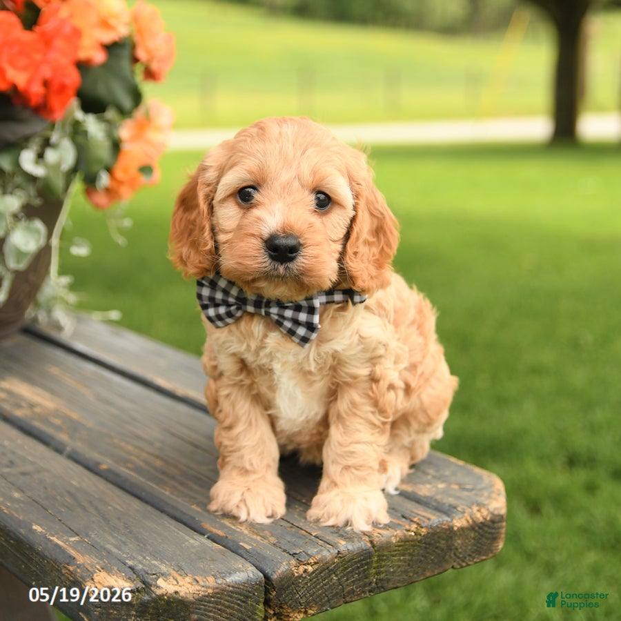 Cockapoo dogs Bella   - Ad 1