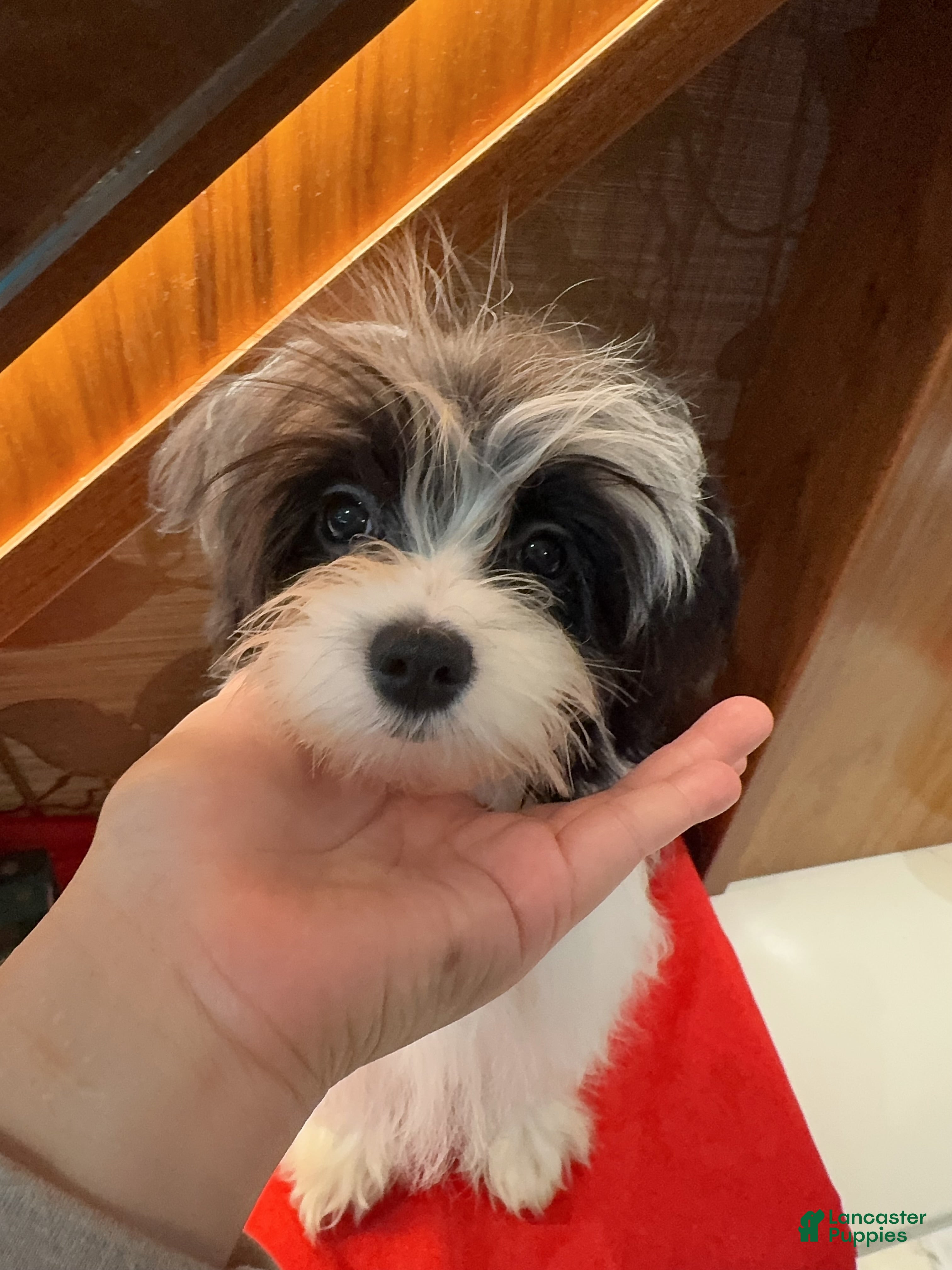 Morkie dogs Helen - Ad 14