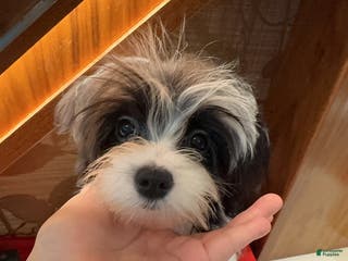 Morkie dogs Helen - Ad 23