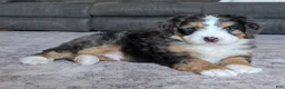 Mini Bernedoodle dogs for sale: Mini Bentley  - Ad 26