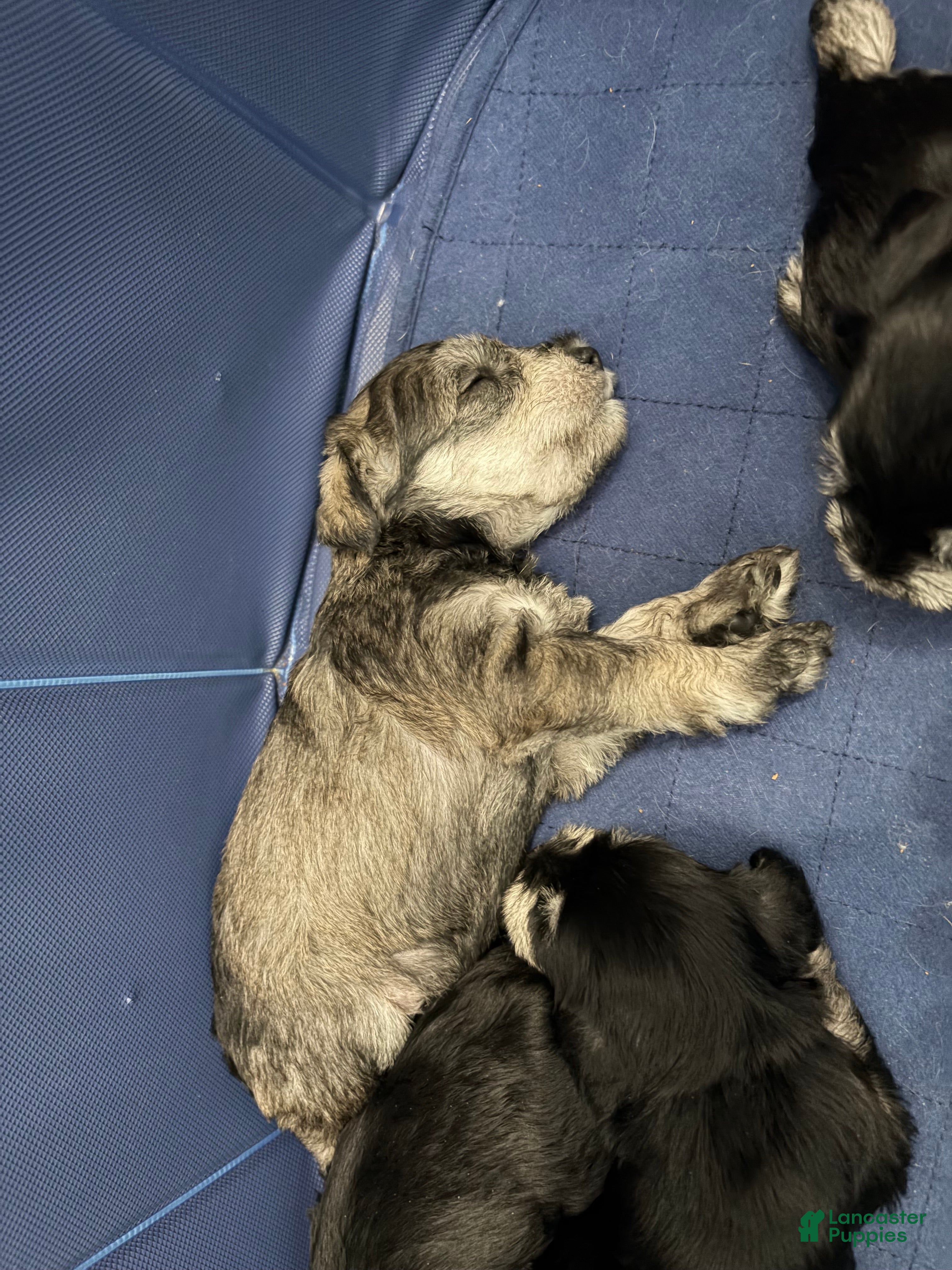 Miniature Schnauzer dogs This pup is Female not male - Ad 2