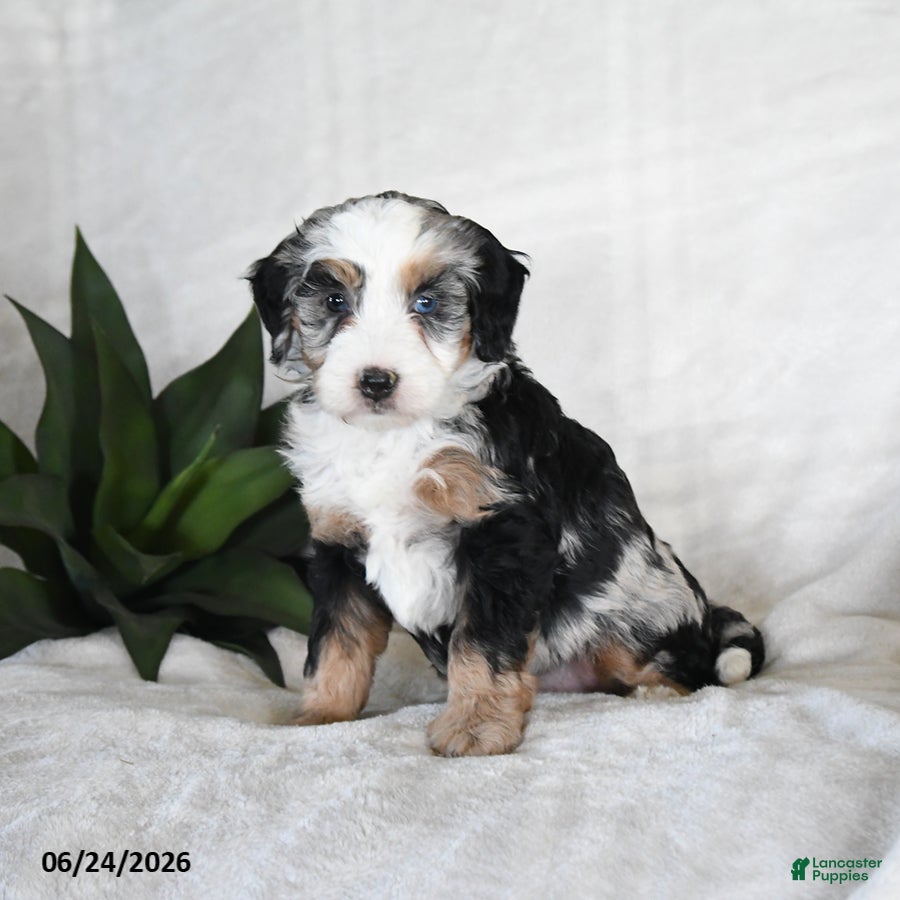 Bernedoodle dogs Stella - Ad 1