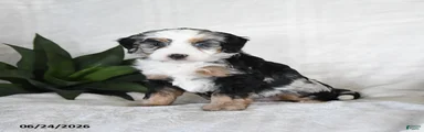 Stella