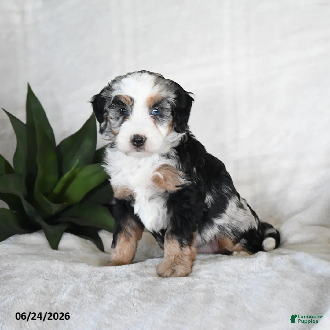 Bernedoodle dogs for sale: Stella - Ad 1