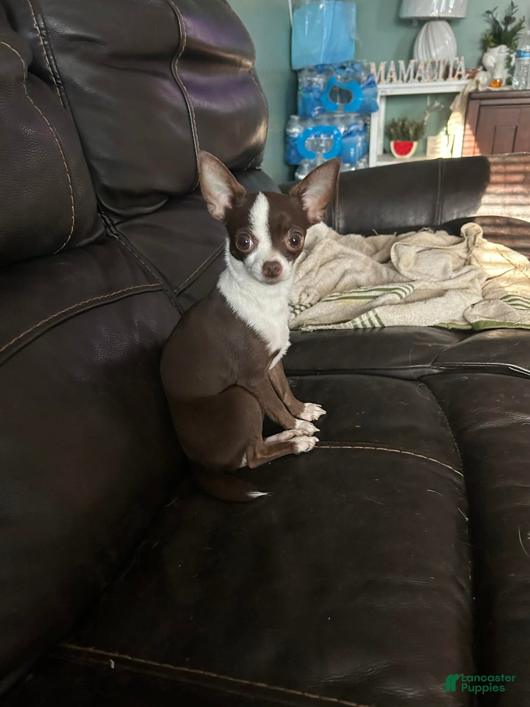 Chihuahua dogs for sale: Chihuahua Puppy 1 - Ad 7