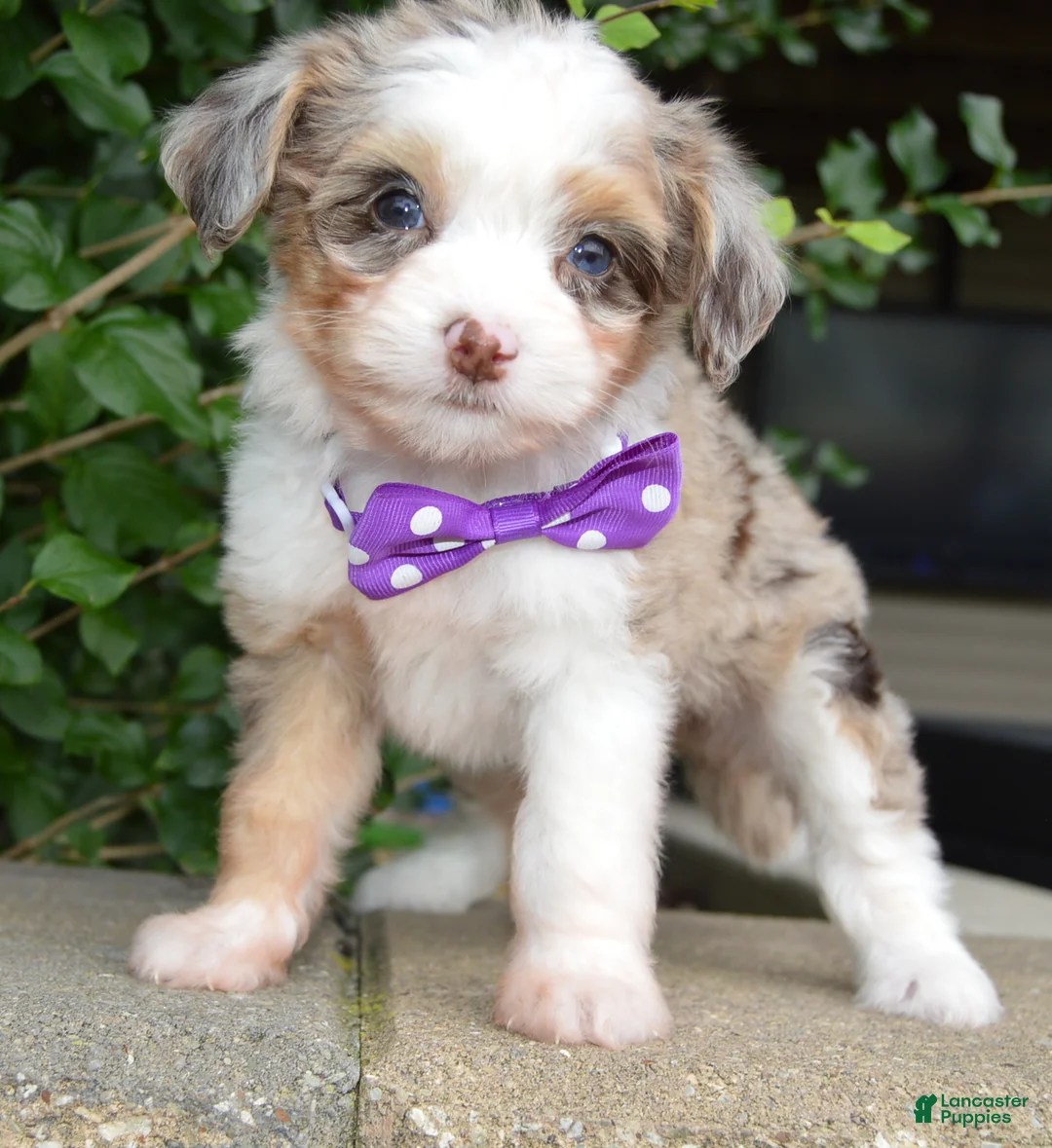 Mini Aussiedoodle dogs for sale: Mini Aspen - Ad 2