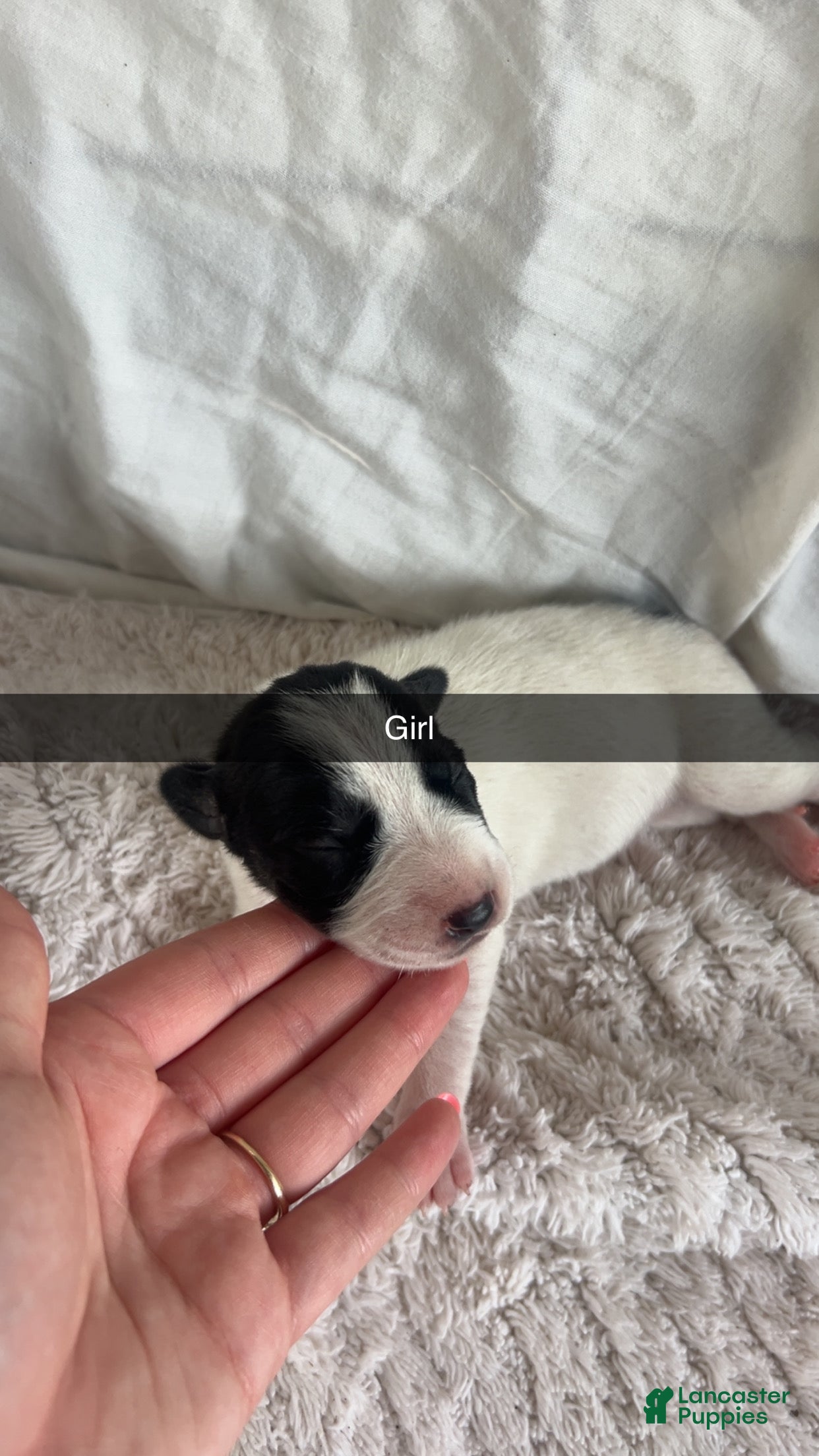 Mixed Breed dogs Mixed Breed 11 - Ad 39
