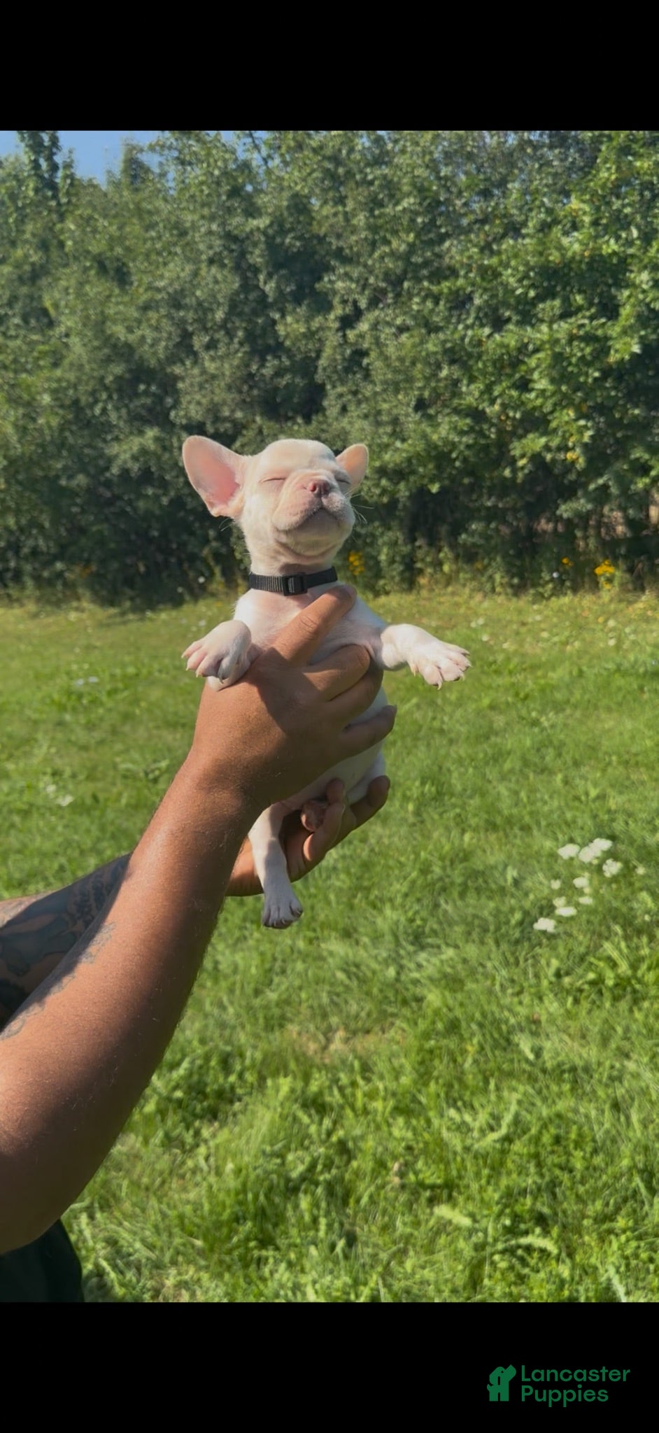 French Bulldog dogs Tiffany - Ad 31
