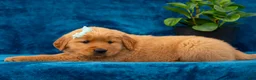 Golden Retriever dogs for sale: Tierra - Ad 7