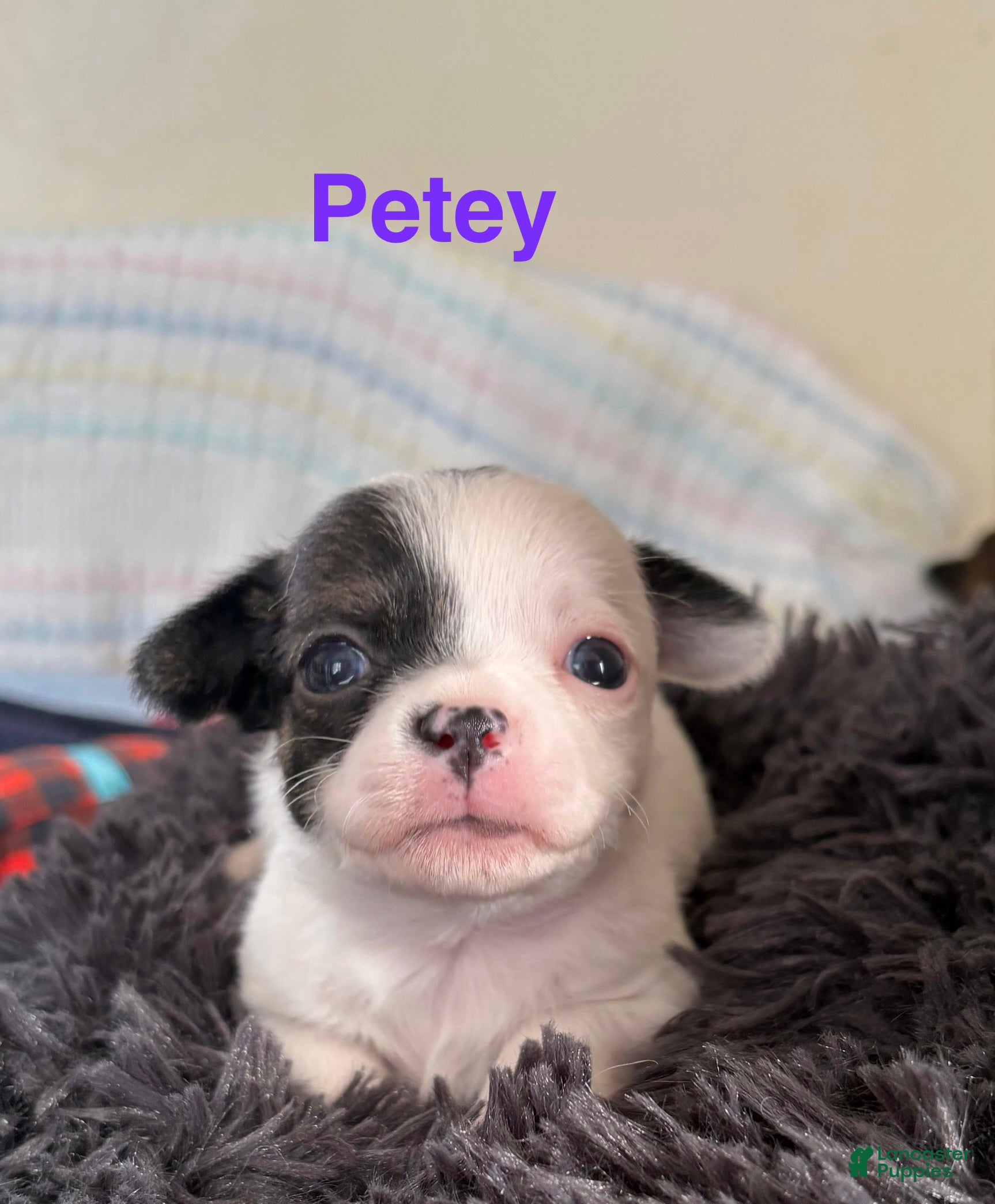 Chihuahua dogs Chihuahua Puppy 2 - Ad 24