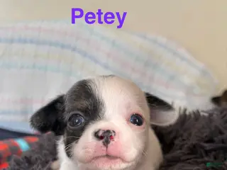 Chihuahua dogs Chihuahua Puppy 2 - Ad 24