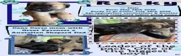 Mixed Breed dogs for sale: Rocky - Ad 2