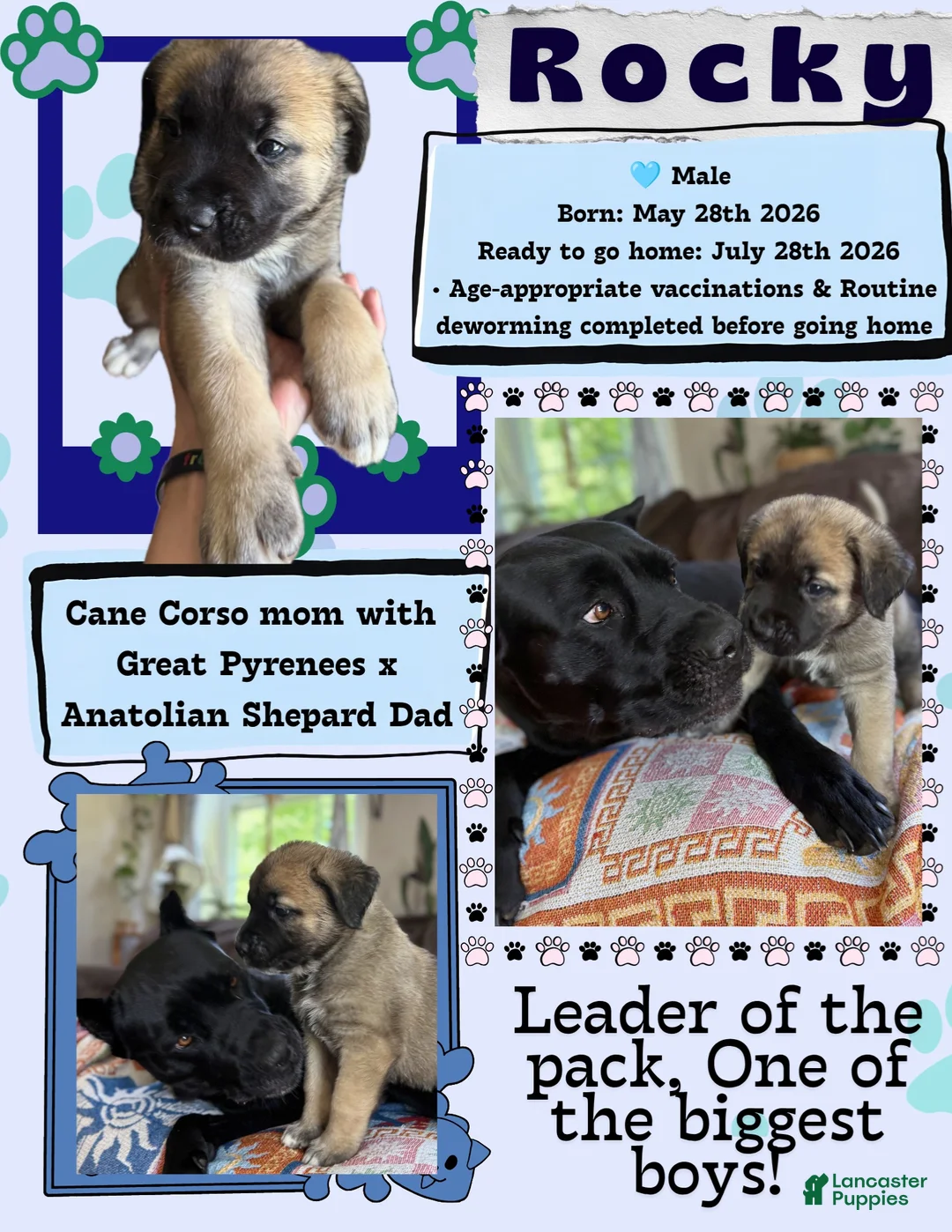 Mixed Breed dogs for sale: Rocky - Ad 2