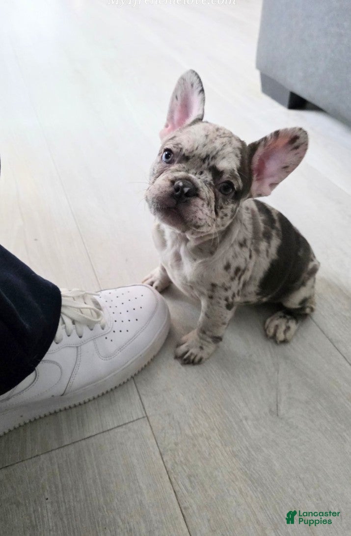 French Bulldog dogs Kissey Face - Ad 1