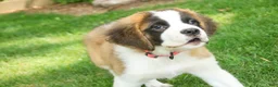 Saint Bernard dogs for sale: Wendeline Saint Bernard  - Ad 6