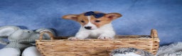 Welsh Corgi Pembroke dogs for sale: Luigi - Ad 15
