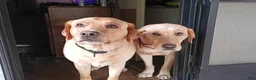 Labrador Retriever dogs for sale: Labrador Retriever 10 - Ad 4