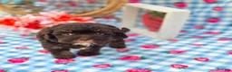 Havapoo dogs for sale: Waylon  - Ad 1
