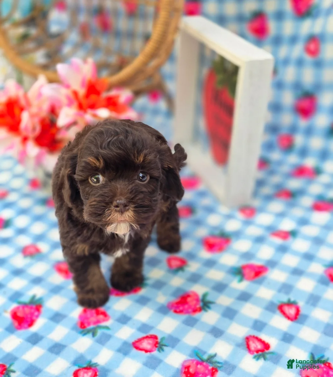 Havapoo dogs for sale: Waylon  - Ad 1