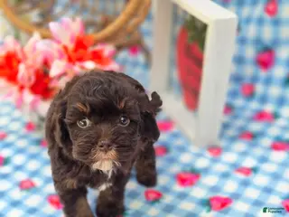 Havapoo dogs for sale: Waylon - Ad 3